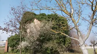Resti - Pieve di San Vitale a Occimiano