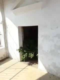 Piante selvatiche infestanti l'interno - Chiesa di San Rocco a Piscina