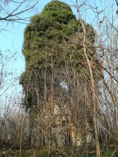 Ruderi campanile - Resti Della Pieve di San Pellegrino di Puliaco a Salussola