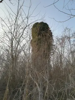 Ruderi campanile - Resti Della Pieve di San Pellegrino di Puliaco a Salussola