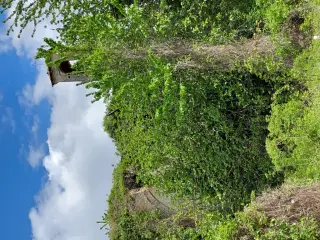 Vista sui ruderi - Chiesa di San Clemente al Torcello a Casale MonferratoFrazione Rolasco Azzini