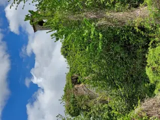 Vista sui ruderi - Chiesa di San Clemente al Torcello a Casale MonferratoFrazione Rolasco Azzini