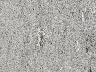 Inserto zoomorfo - Chiesa di San Giacomo a BellinoFrazione Chiesa