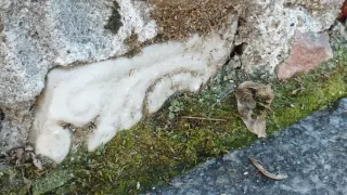 Frammento di epoca longobarda - Chiesa di San Pietro a Cavallermaggiore