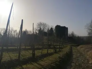 Ruderi di Santa Maria - Resti Chiesa di Santa Maria in Castellazzo a CureggioFrazione Castellazzo